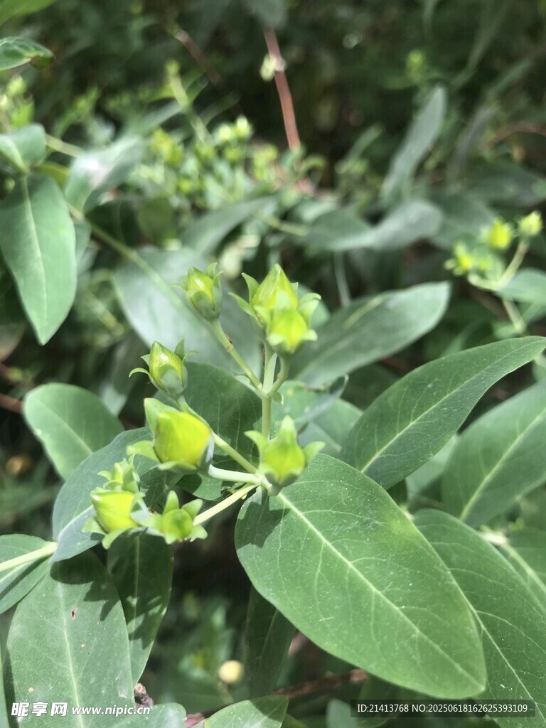 綠葉間的黃色小花
