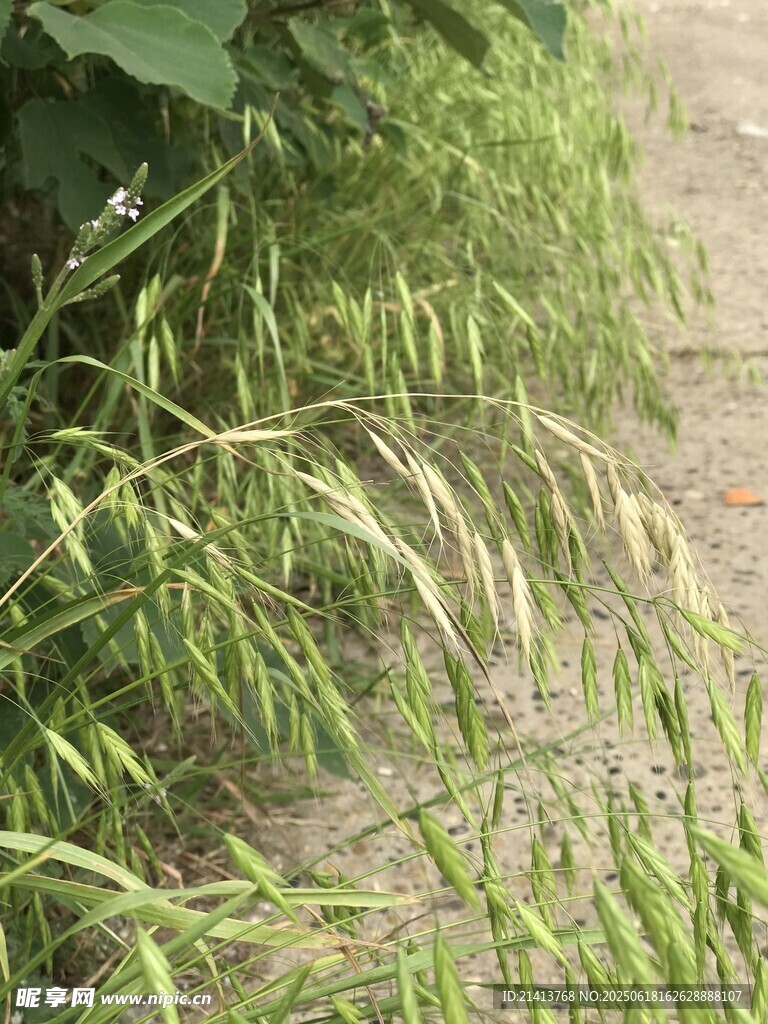 稻田中的嫩綠稻穗