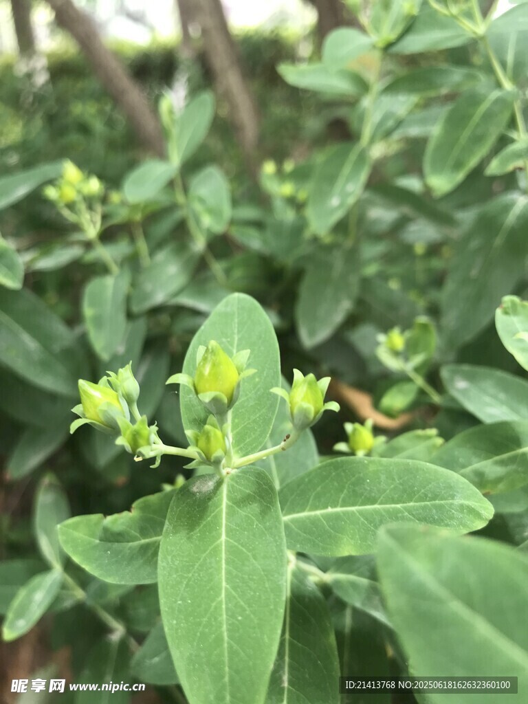 綠葉間的嫩黃小花