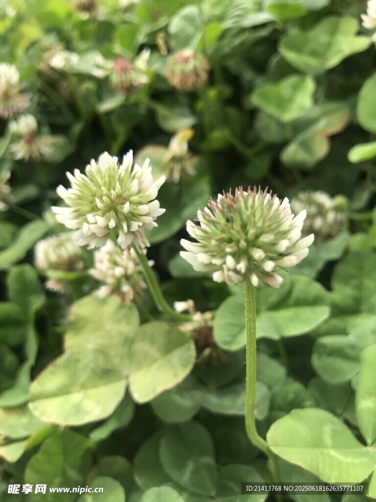 白色三葉草特寫