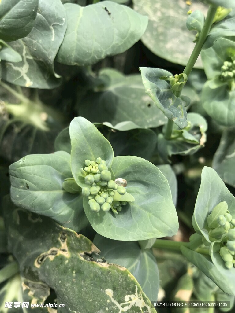 綠葉間的嫩綠小花