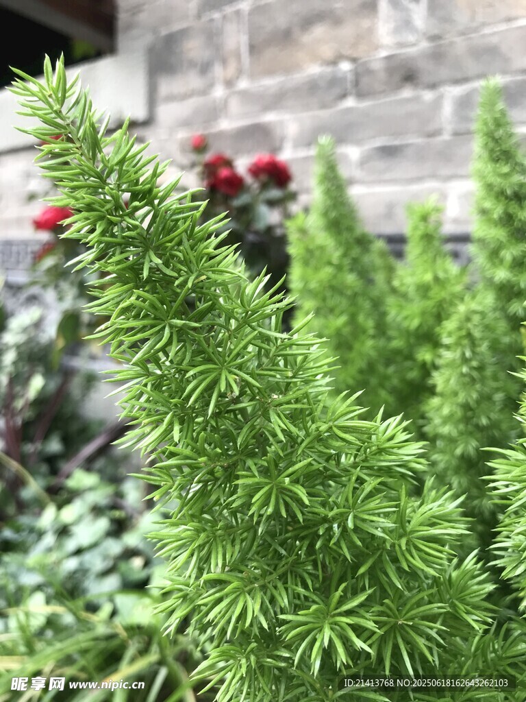 翠綠針葉植物特寫