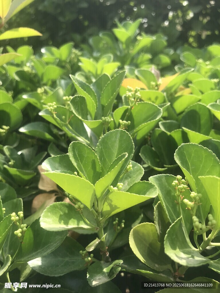翠綠繁茂的植物