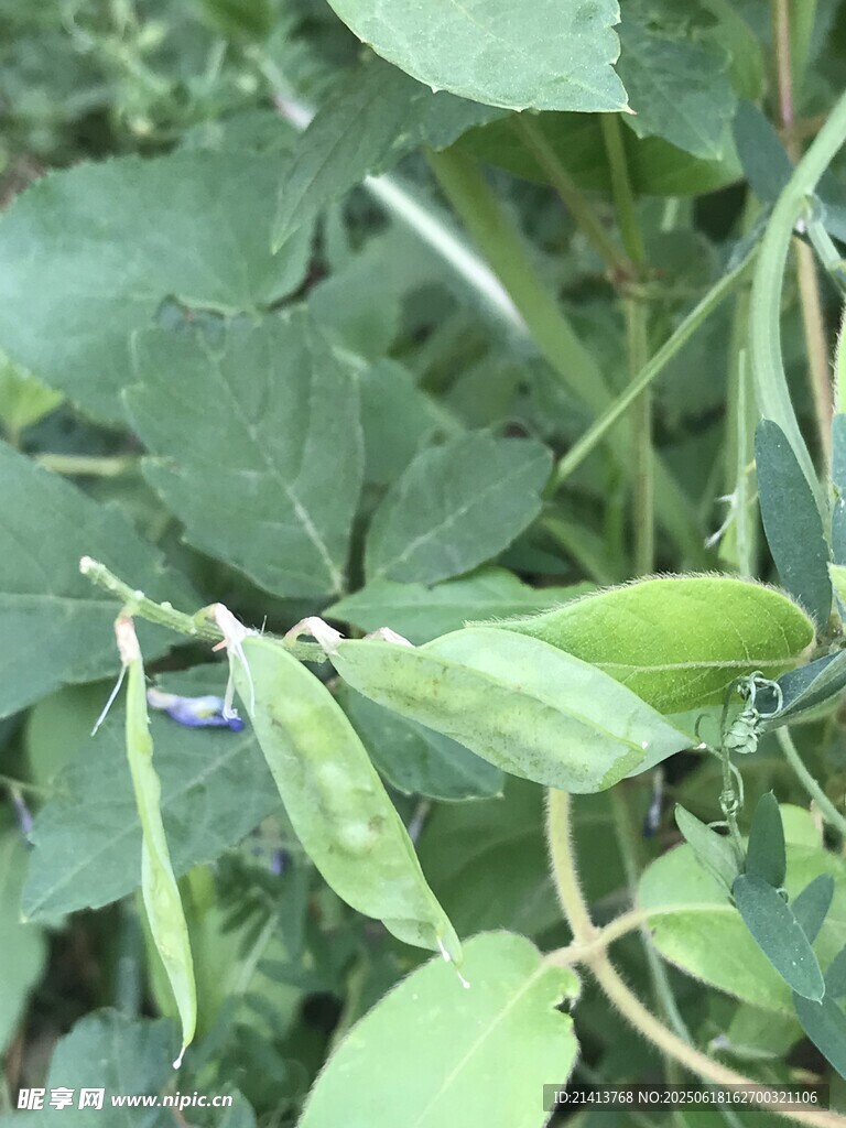 鮮嫩豌豆莢特寫