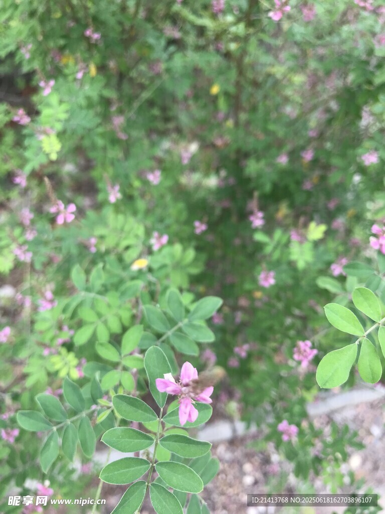 繁茂花叢中的綠意