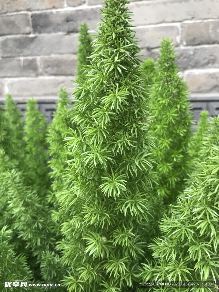 翠綠茂盛的大麻植株