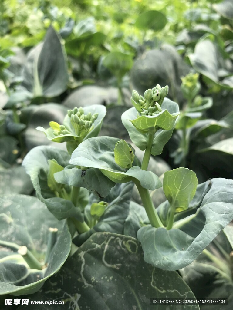 鮮嫩綠葉蔬菜