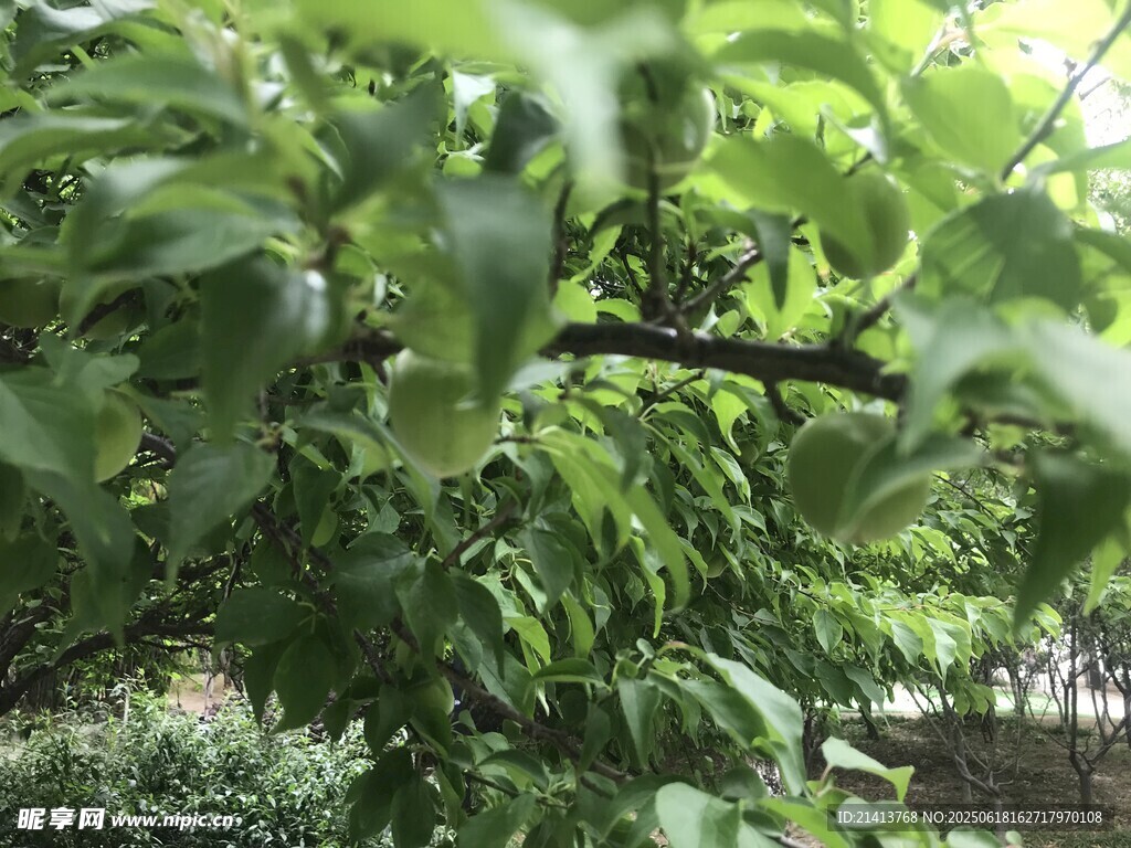 綠葉繁茂的果樹