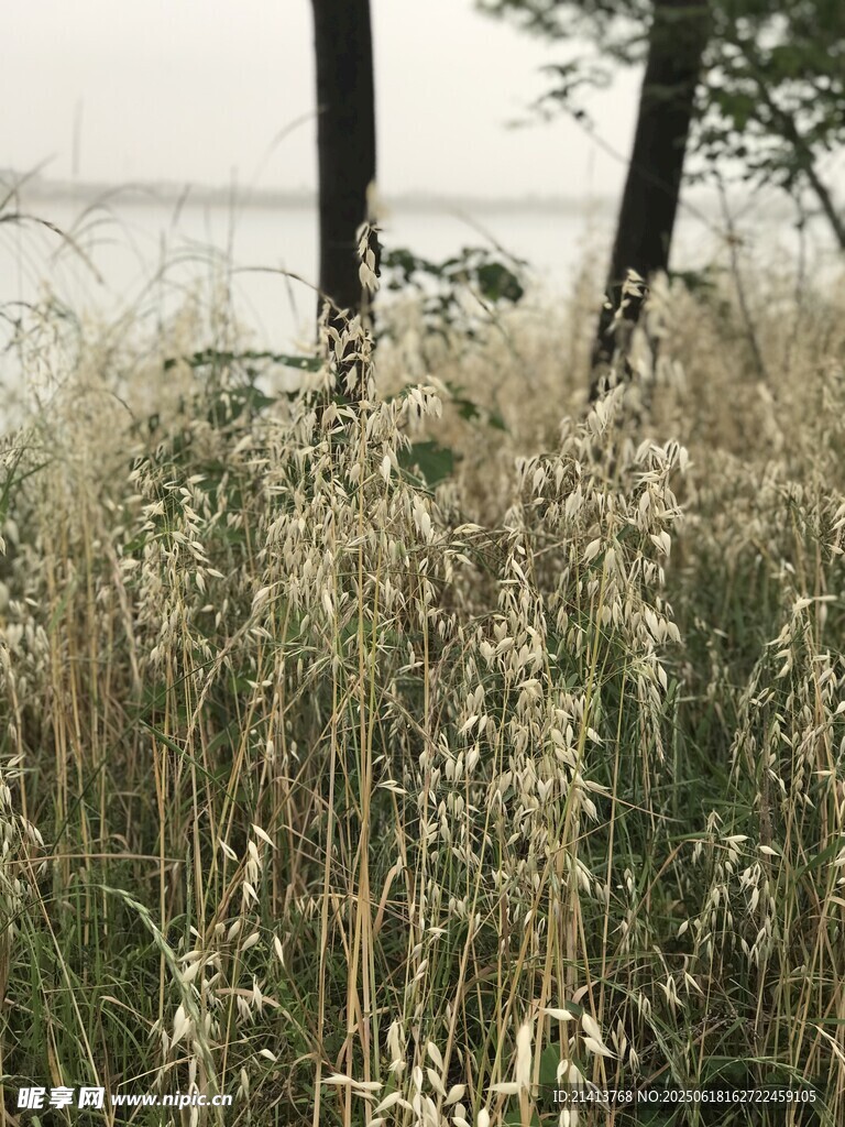 湖畔蘆葦叢