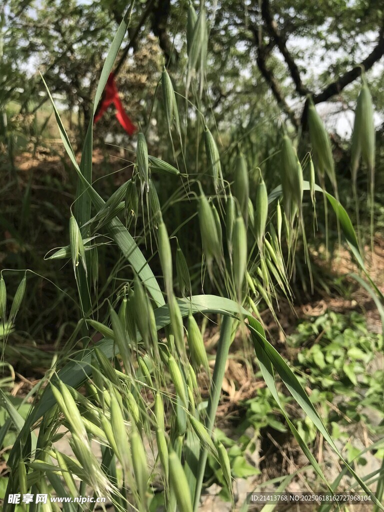 蔥郁綠植中的一抹紅