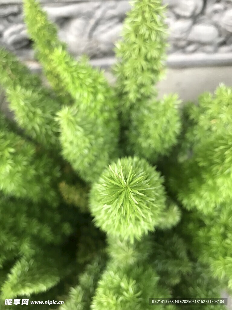 翠綠蓬松的清新綠植