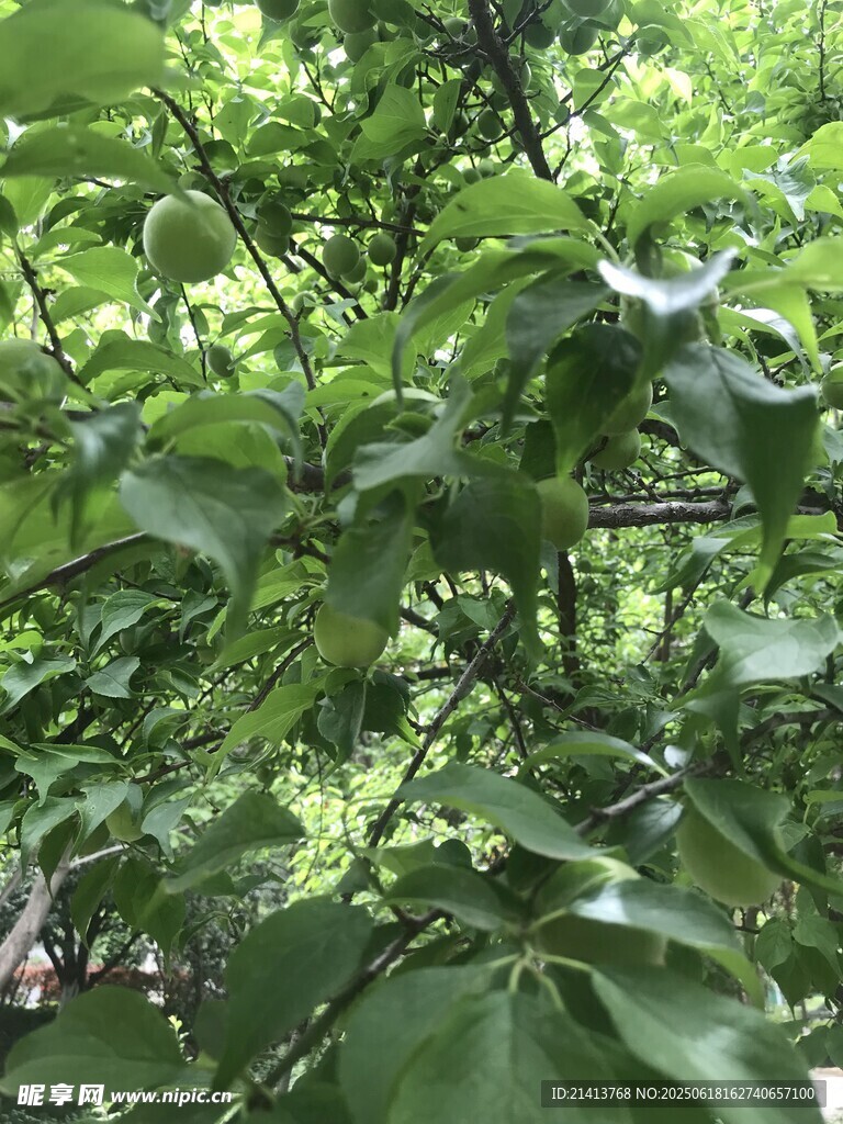 繁茂綠葉的樹木景象