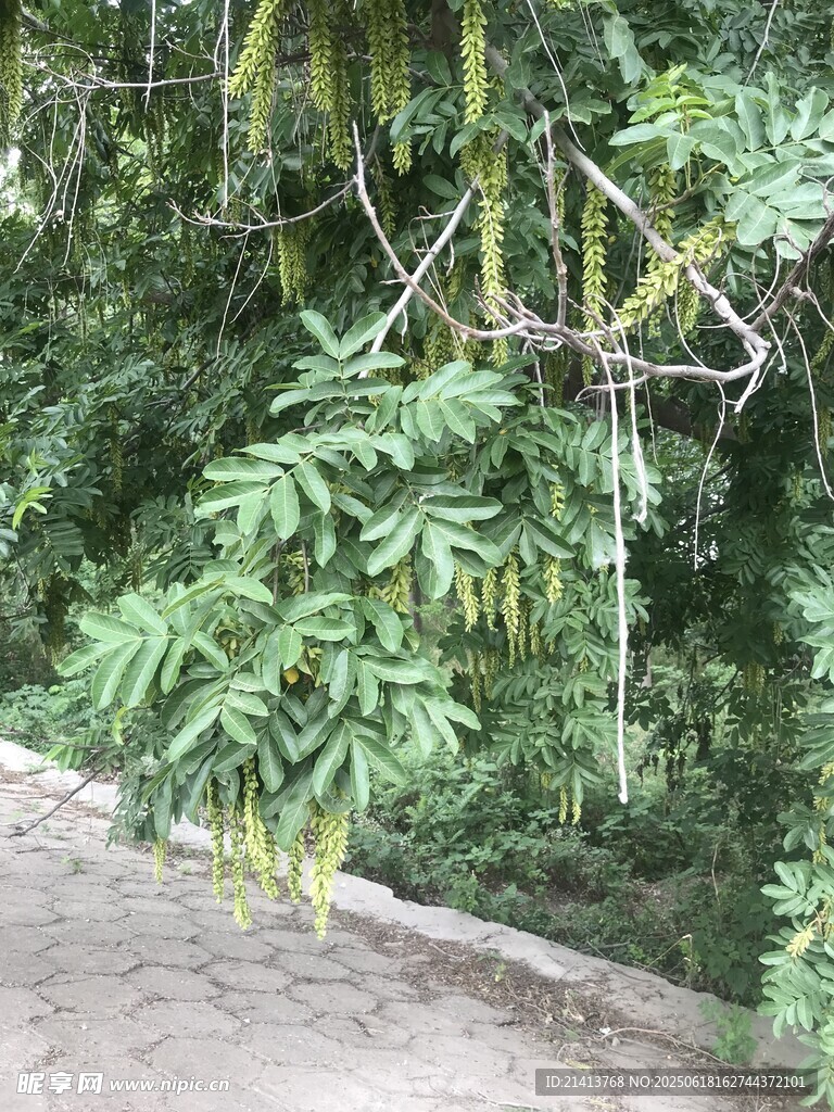 綠葉繁茂的植物景觀