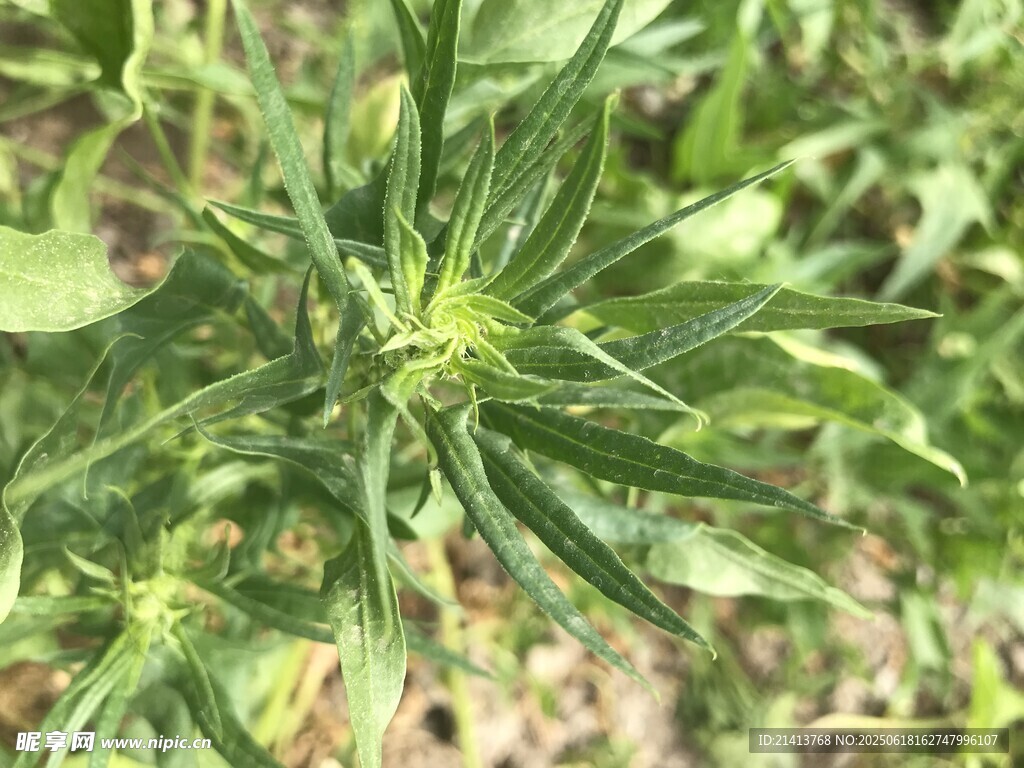 綠色植物特寫