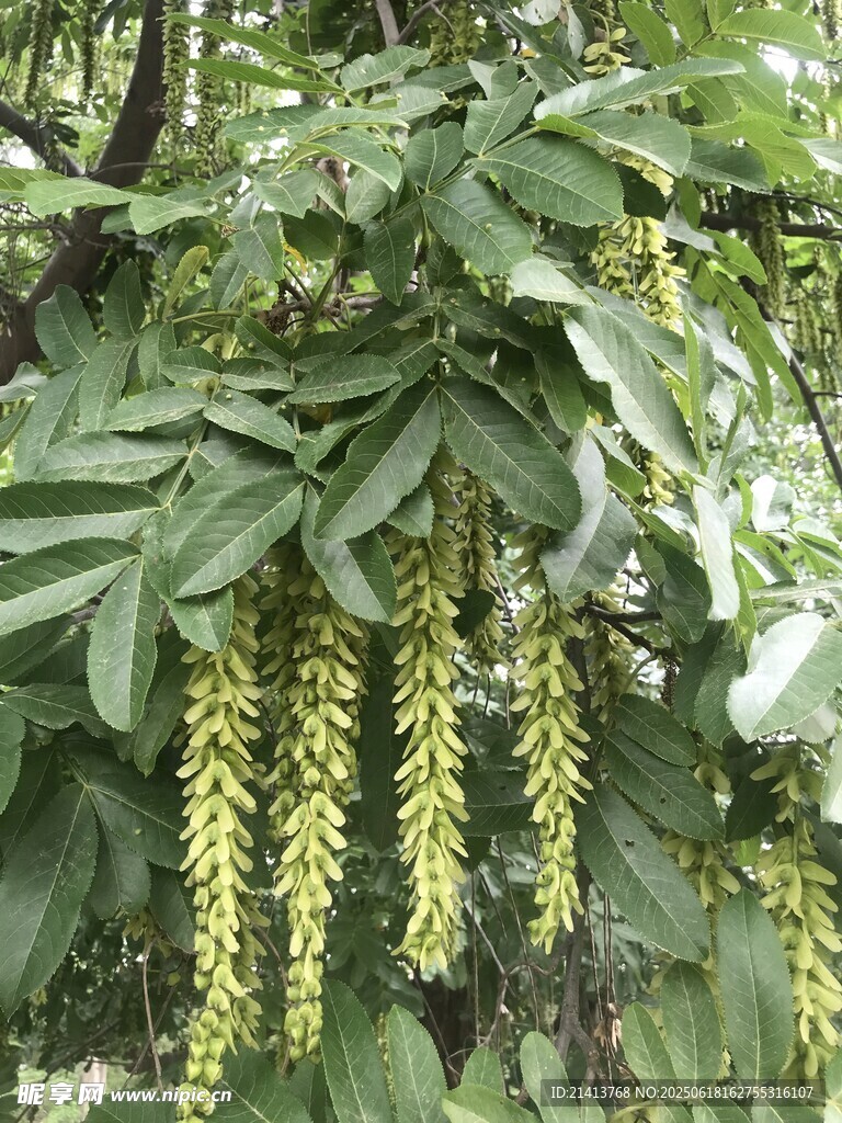 垂掛的黃色花束與綠葉