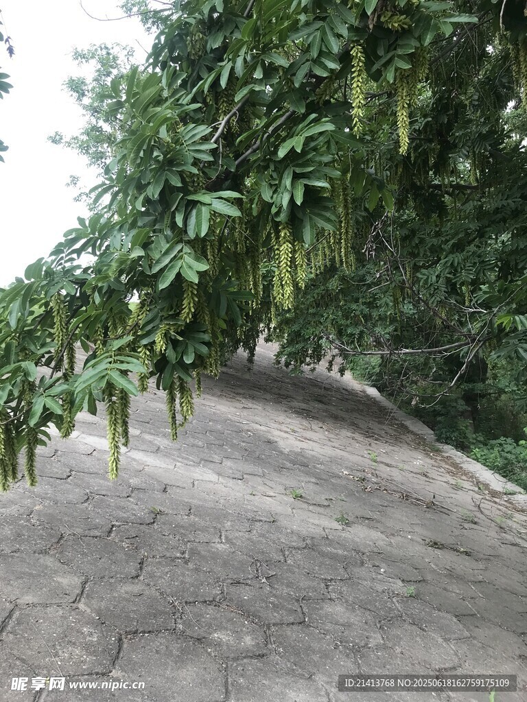 林間石板小徑