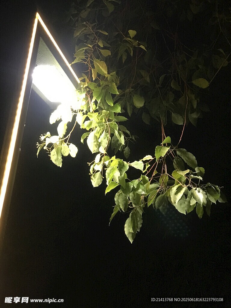 夜燈下的翠綠枝葉