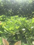 繁茂綠植景觀