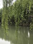 河畔垂柳映綠水
