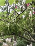 枝頭垂掛的翠綠植物果實