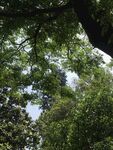 仰視茂密樹林綠意盎然