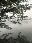湖畔樹影下的寧靜水域