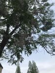 仰視繁茂松樹樹冠