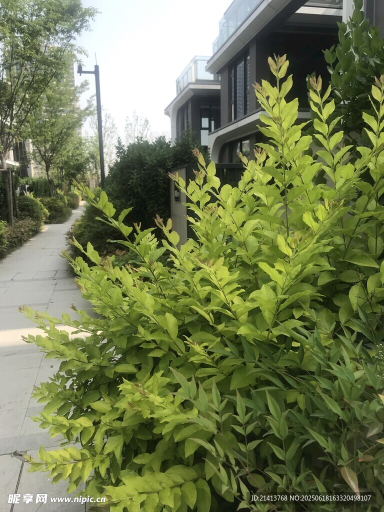 路邊翠綠灌木景觀