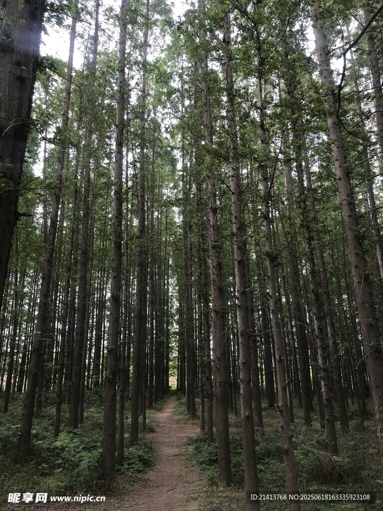 靜謐森林