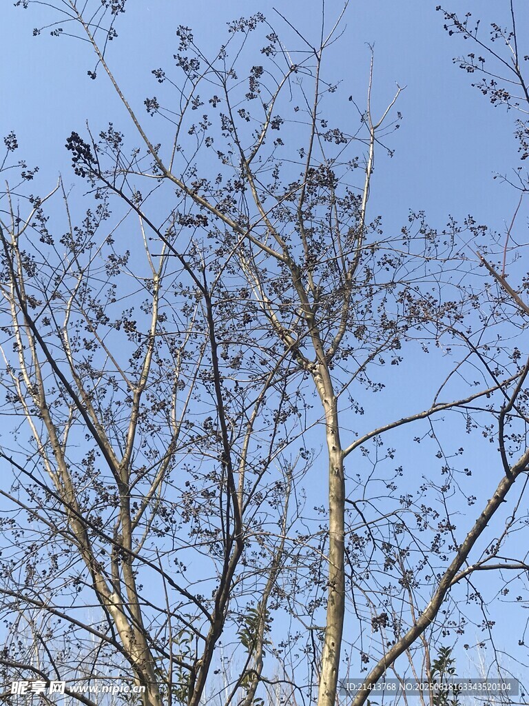 藍天映襯下的光禿樹枝