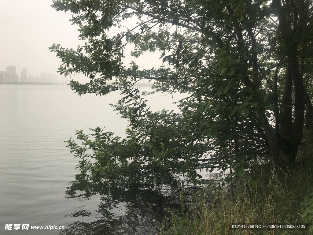 湖畔綠樹與寧靜水面