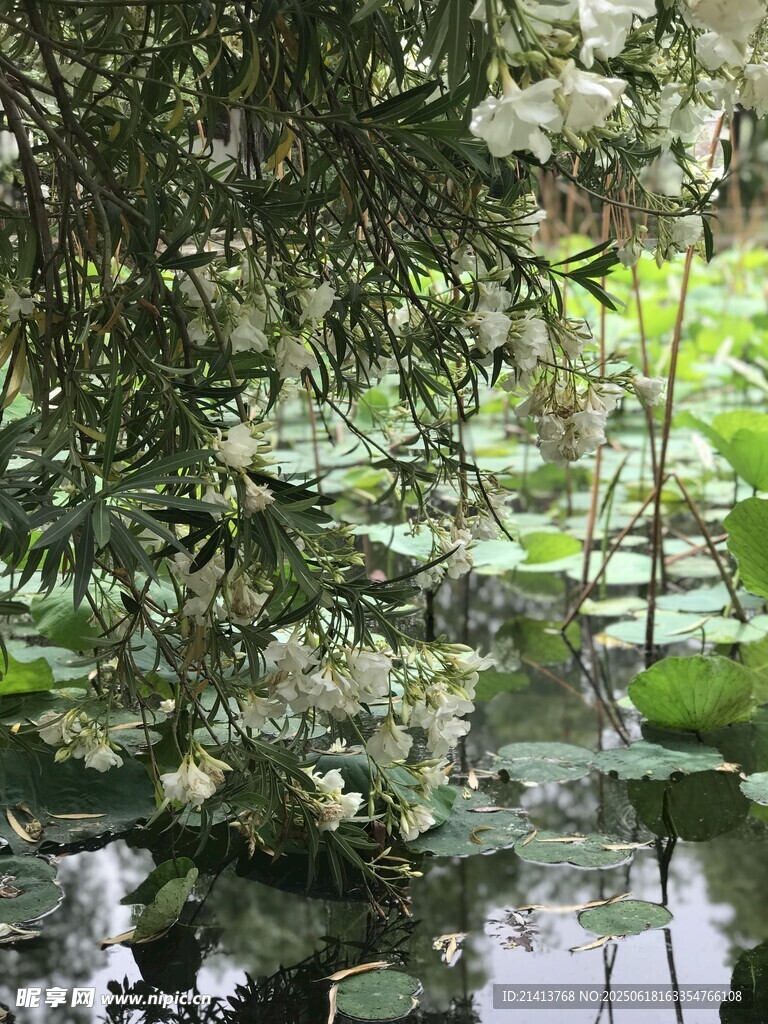 荷塘綠意