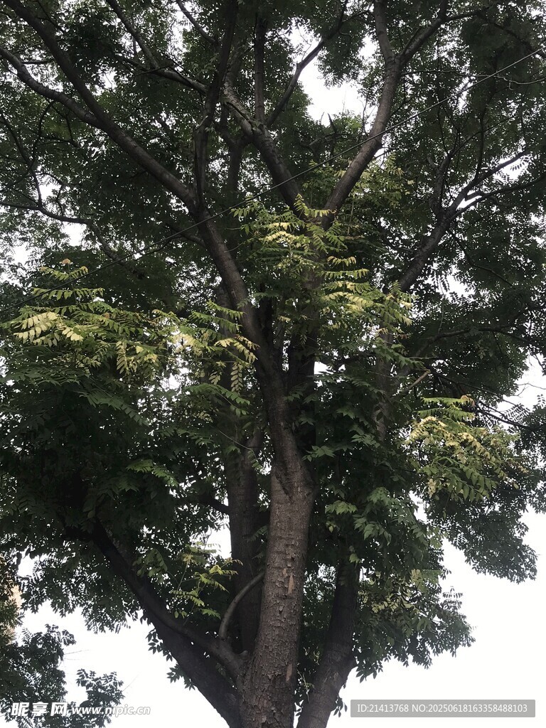 高大繁茂的綠樹