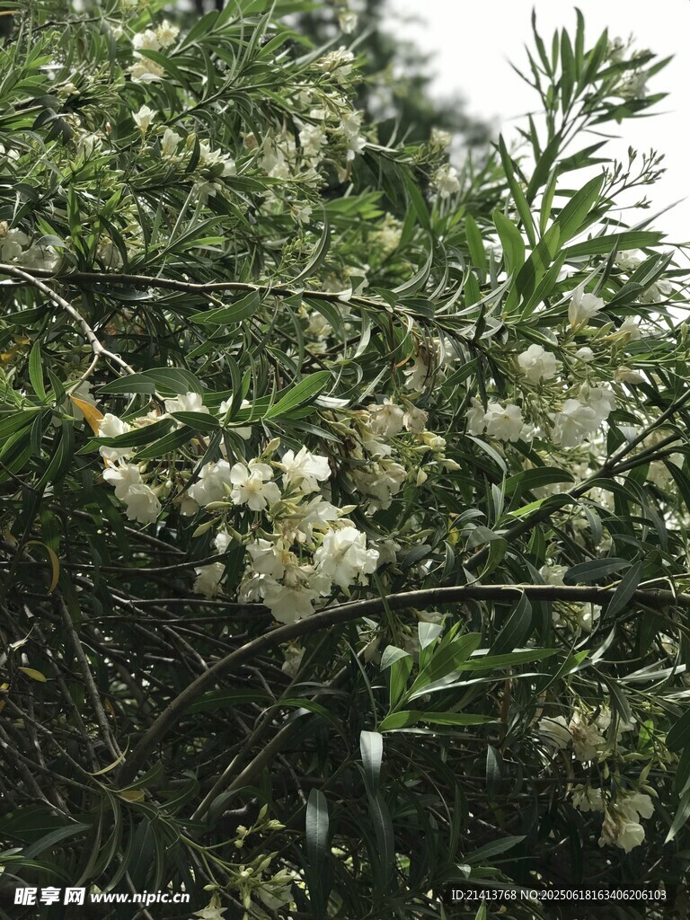 枝頭綻放的白色小花