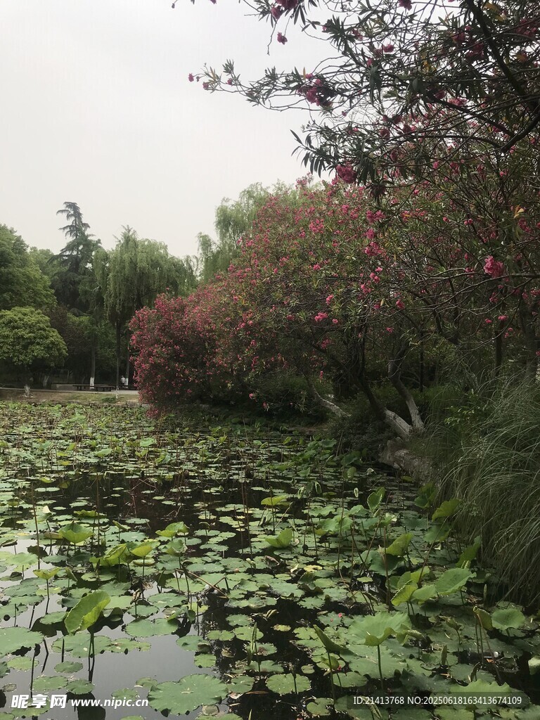 池塘荷葉與繁花之景