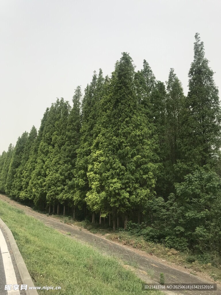 公路旁的茂密綠樹景觀