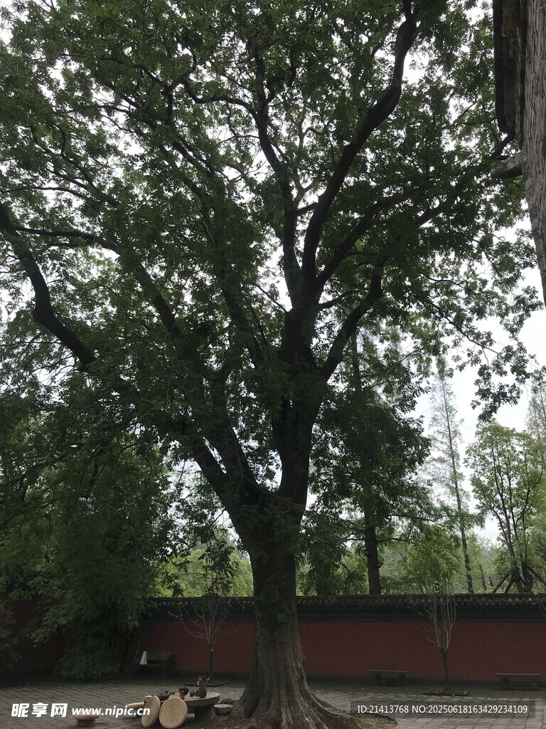 古老大樹屹立庭院中
