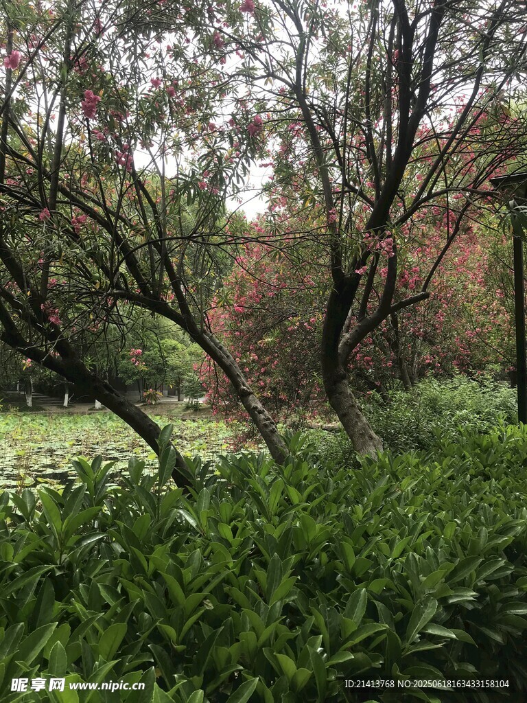 林間綠意盎然的自然景致