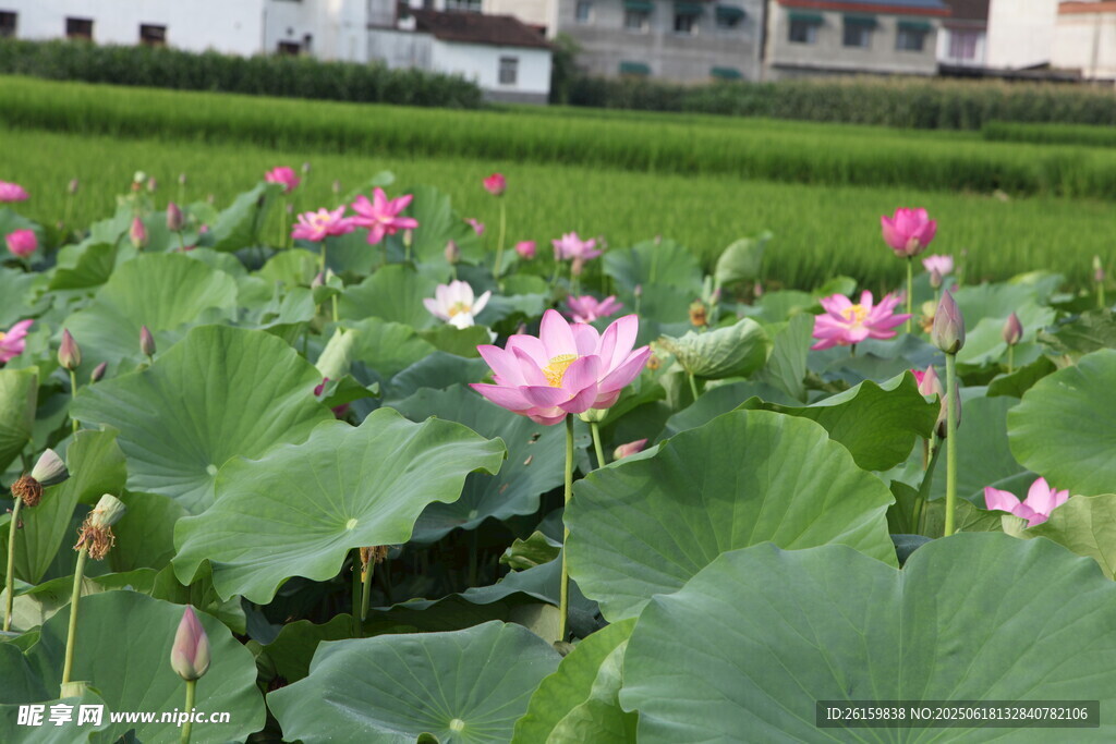 荷花