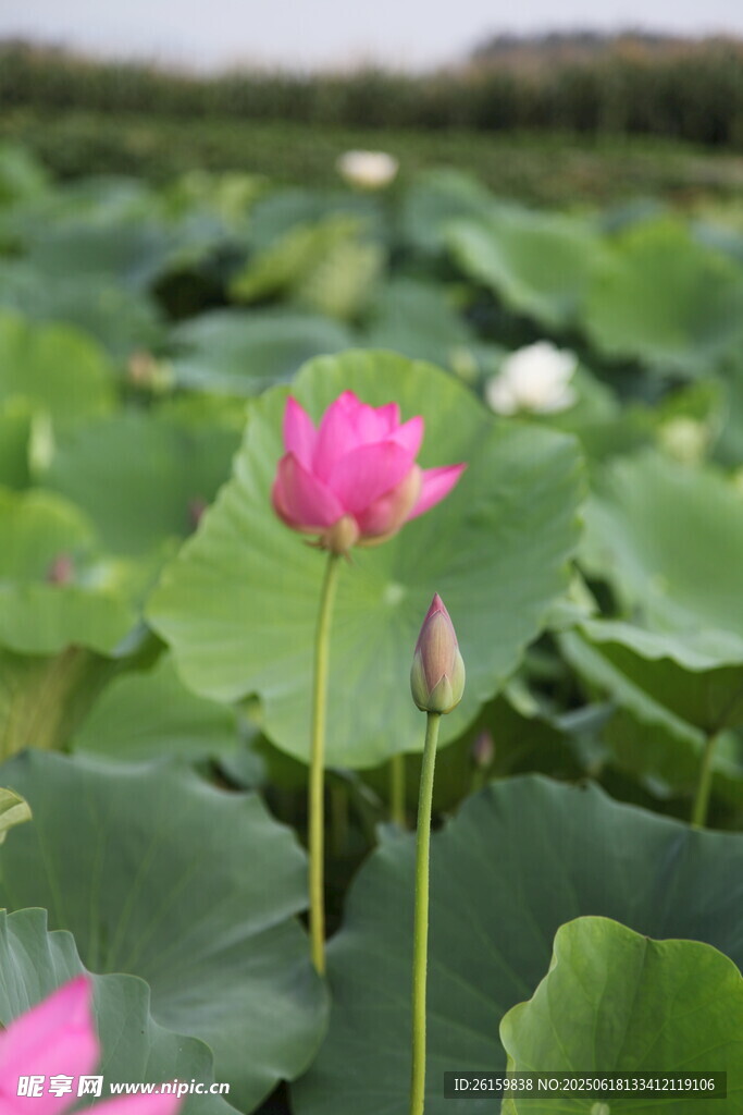 荷花