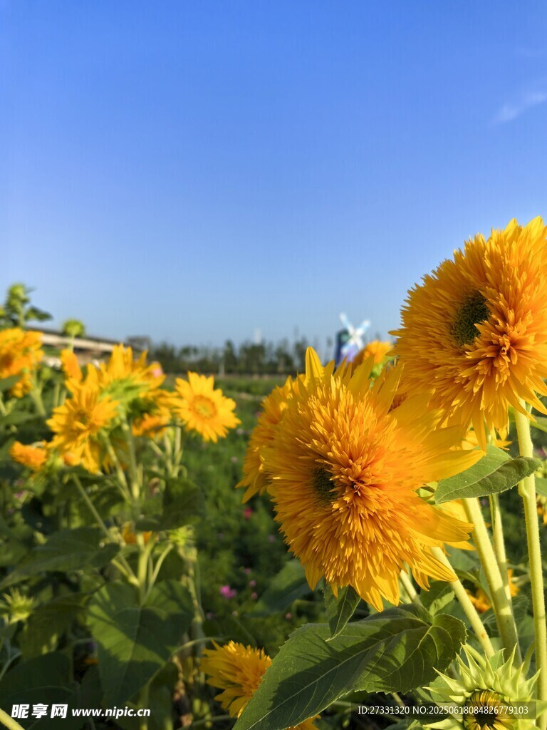 燦爛向日葵花海