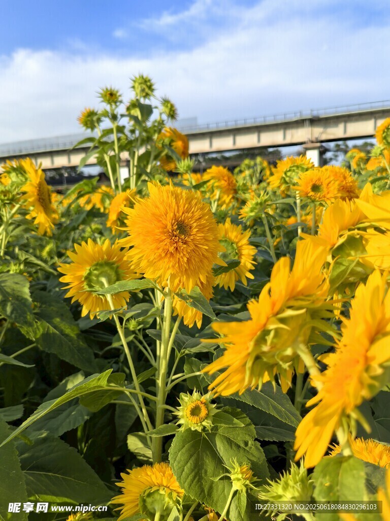 向日葵花海綻放的燦爛