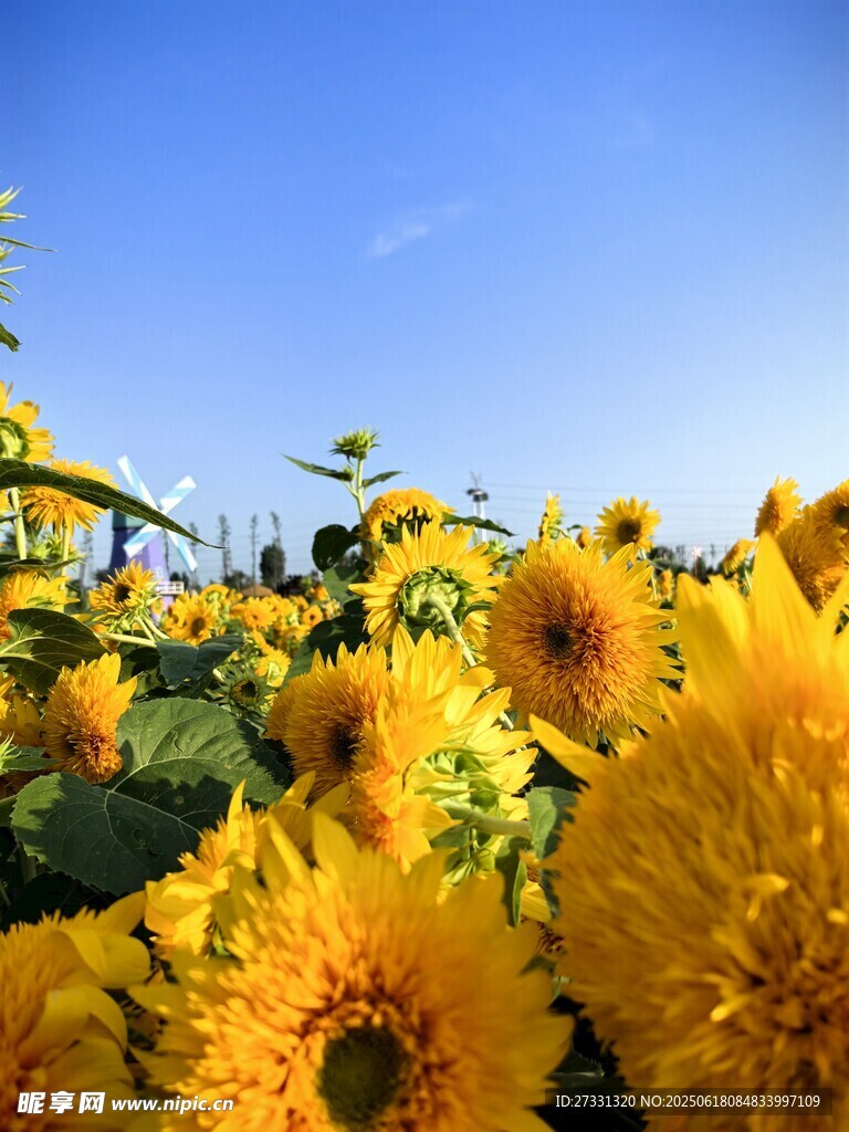 燦爛向日葵花海