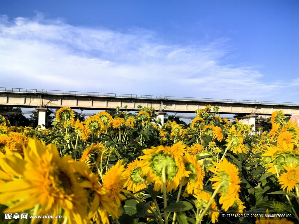 向日葵花海與遠處橋梁