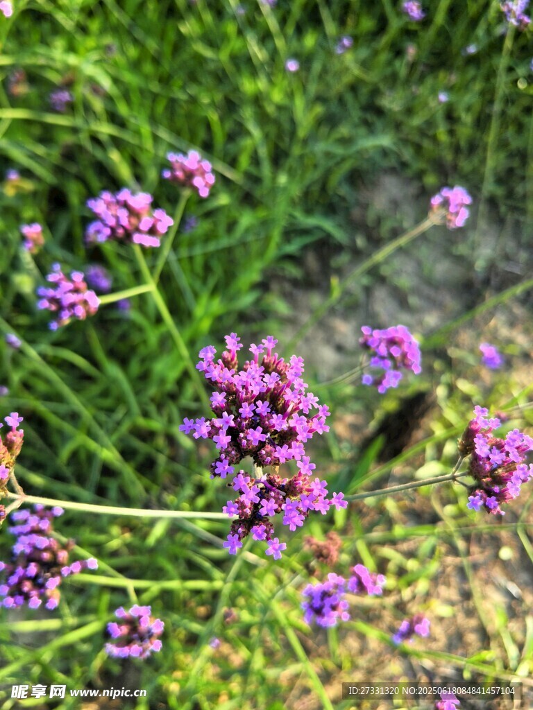 馬鞭草