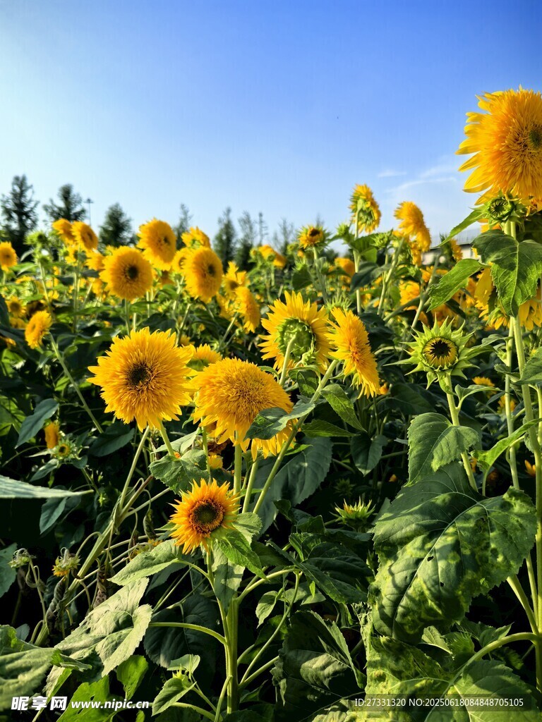 金黃向日葵盛放的田野