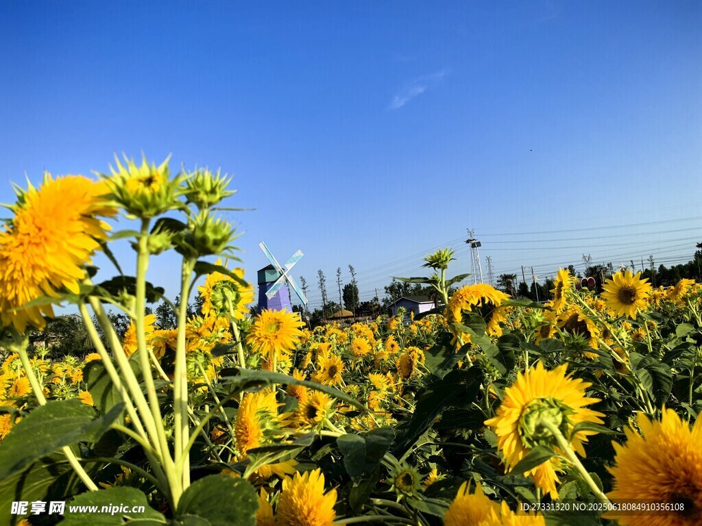 向日葵花海藍天映襯美景