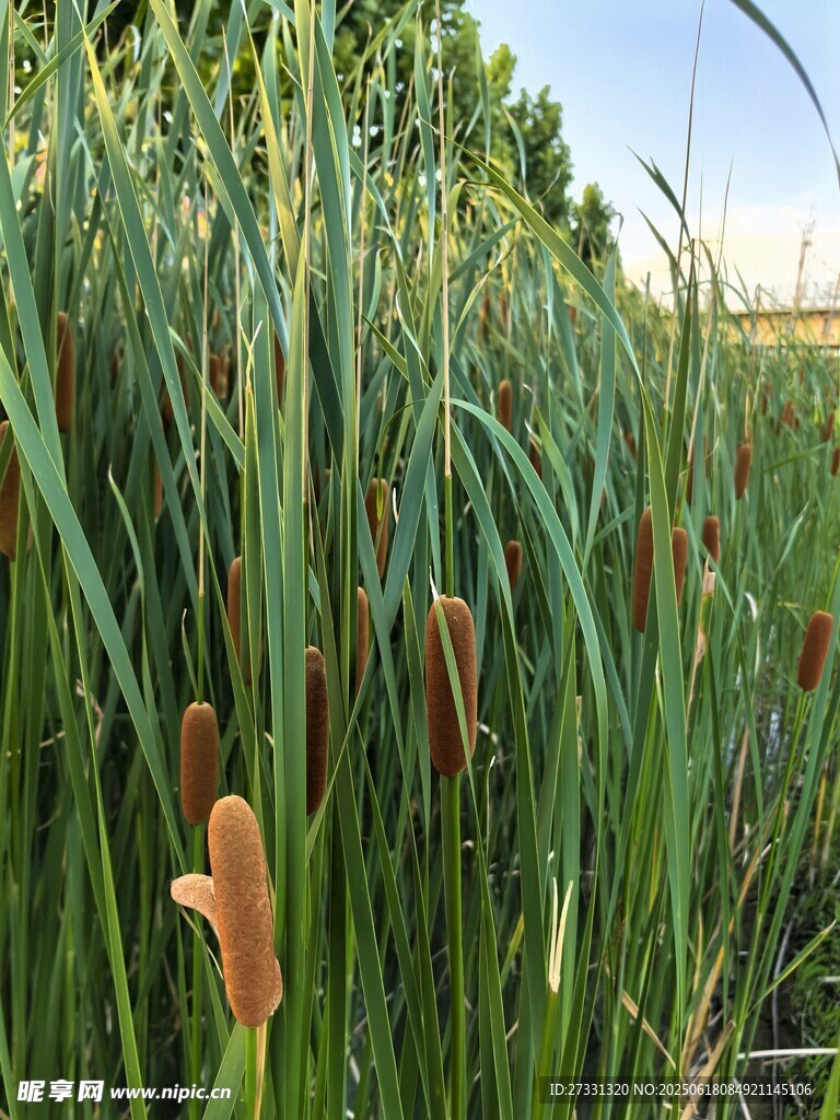 蘆葦叢中的蒲棒