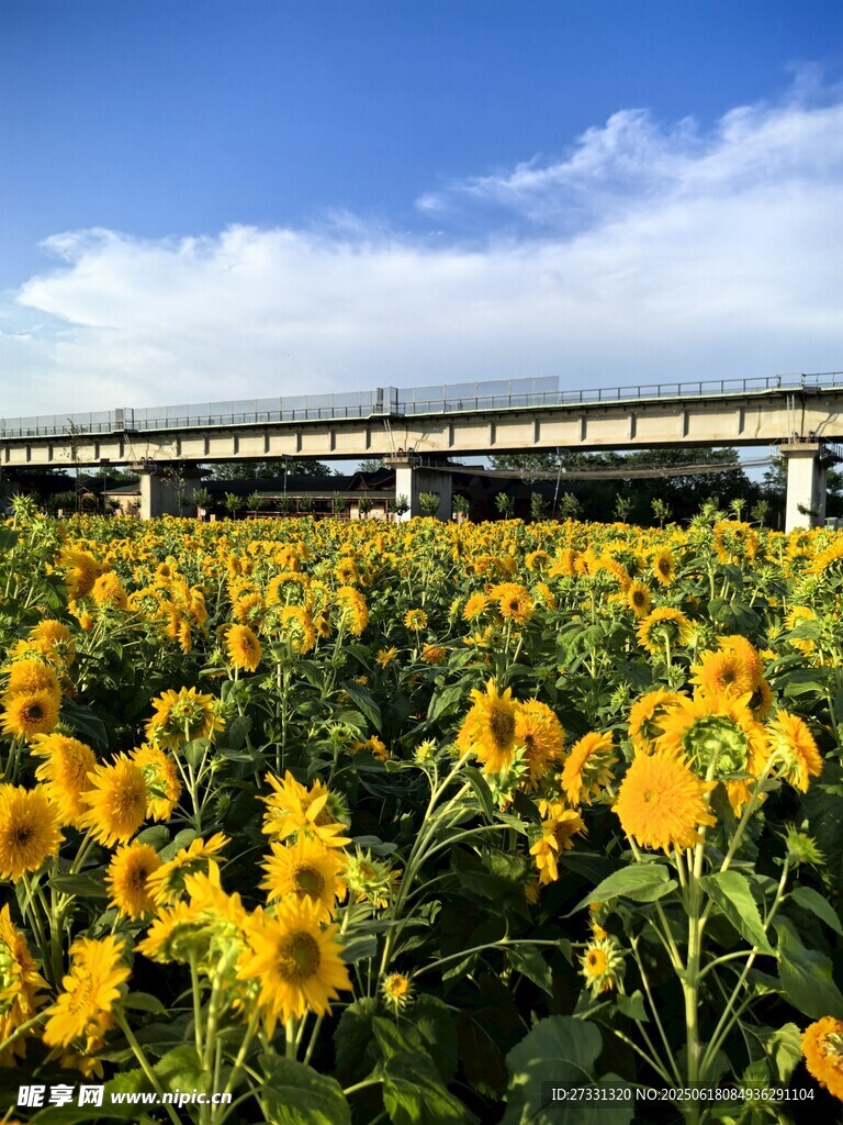 向日葵田上的高架橋