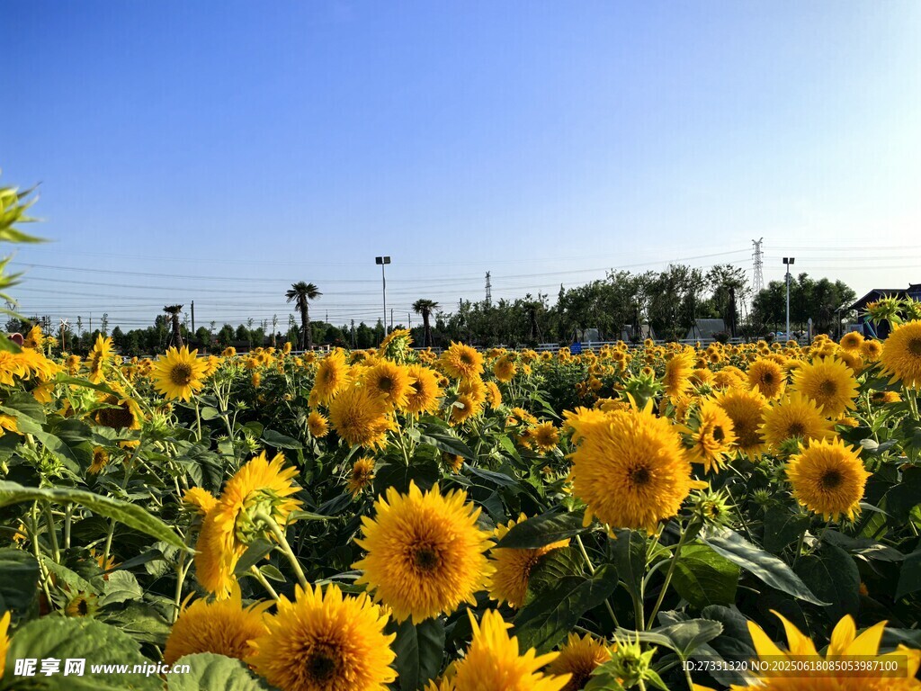 向日葵花海燦爛陽光下綻放